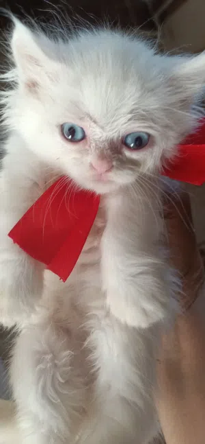 بيع قطط شيرازي