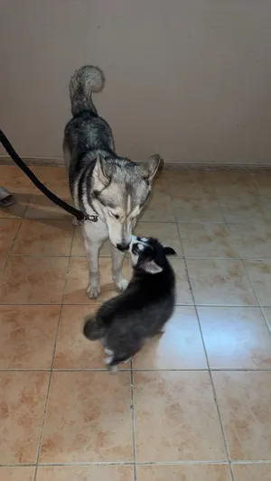 Husky0