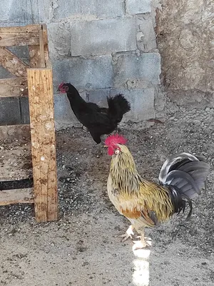 ‏دجاج‏0