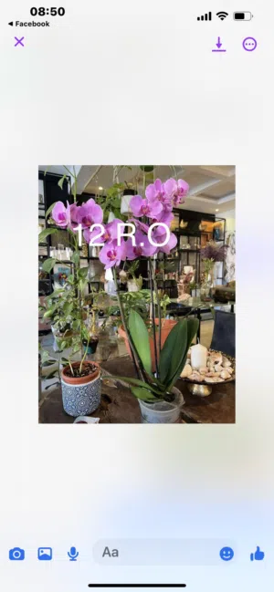 Natural and artificial plants with pots and decoration are available.(start of price is 2 rial.