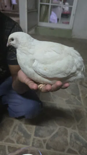 يتوفر لدينا السمان او الفري التكساس الأمريكي