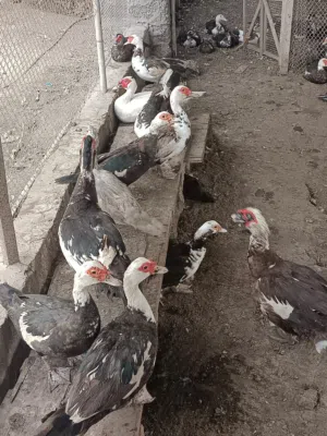 بط مصري للبيع