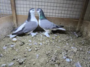 حمام شيرازي بلو بار لس