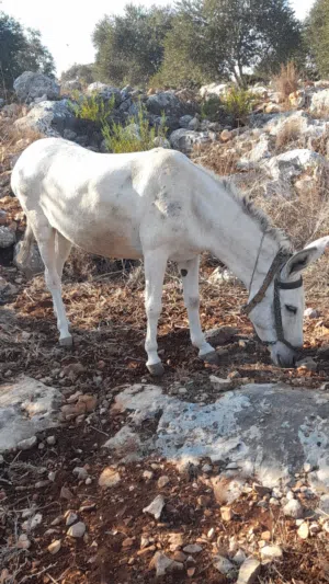 حمارة بيضة للبيع