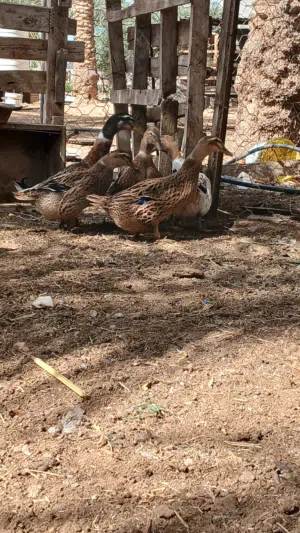 بط زينه للبيع