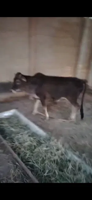 للبيع عجل محلي سمين فل