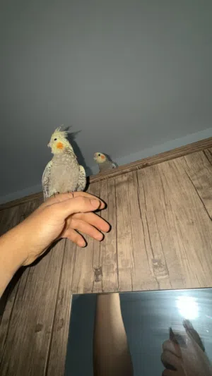 كوكتيل مروض للبيع