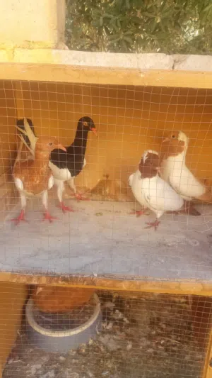 فراخ للبيع الزرقاء الهاشميه