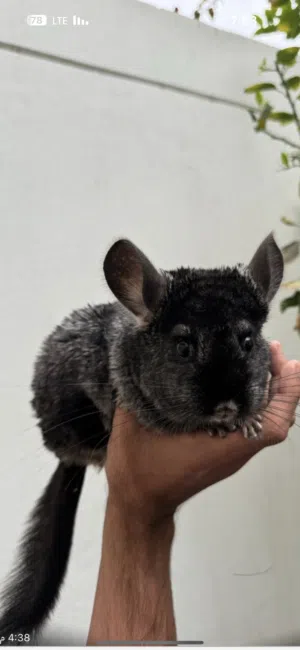 شانشيلا أنثى