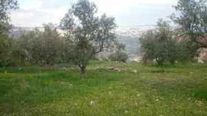 Farm Land for Sale in Salt Al Balqa'
