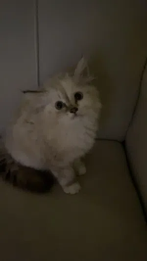 قطة للبيع مستعجل