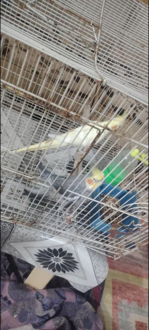 زوج كوكتيل متزاوجات وحشيات هنه وقفصهن ب60 الف