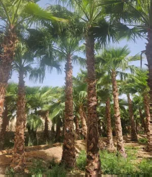 نخلVIPنخيل واشنطني ونخيل عربي