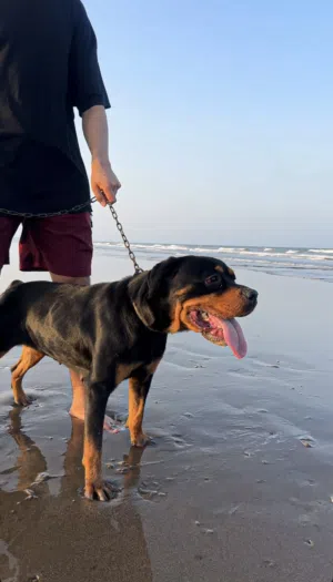 كلب روت وايلر