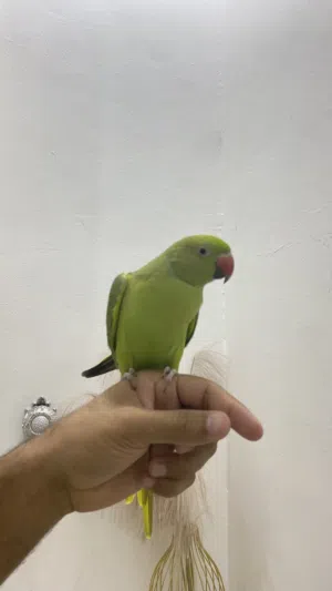 متو الدره أليف
