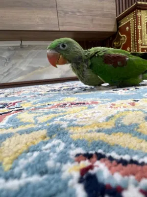 طير متوة نيبالي