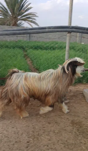 ما شاء الله مجموعه غنم للبيع  تيس زين حال ذباح وتربيه فحل ممتاز  شاه عاقر  جاعدتين بكر تحتها حمله
