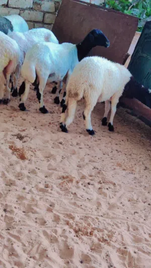 نعجه ربي يبارك سنها اول جمع تحتها حوليه عمرها 5 شهور ومكسبه من جديد
