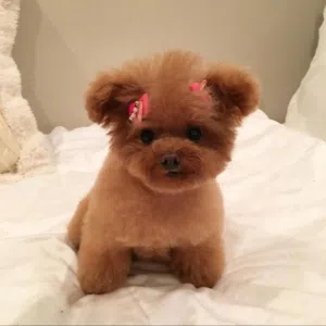 Pure Breed Miniature & Teacup Poodles For Sale with Free Shipping and Doorstep Delivery