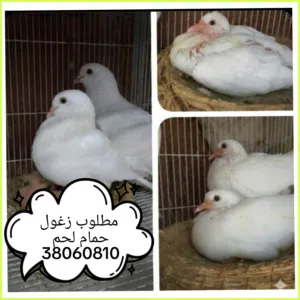 مطلوب زغول حمام لحم فرنساوي