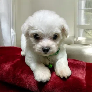 ولد هافانيز Havanese ميني عنده 48 يوم