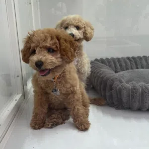 : ذكر وانتثى توي بودل عمره 3 أشهر male 3 month Toy Poodle Puppy for Sale