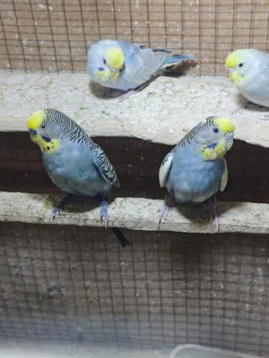 زوج طيور الحب أنثى شكري برصاصي وفحل نورمال رصاصي كولدن فيس منتجات