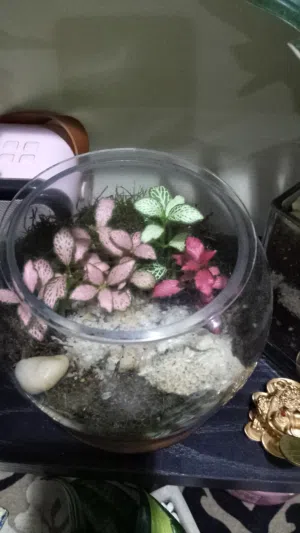 terrarium