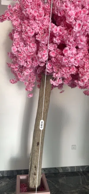 Cherry Bloosom Tree