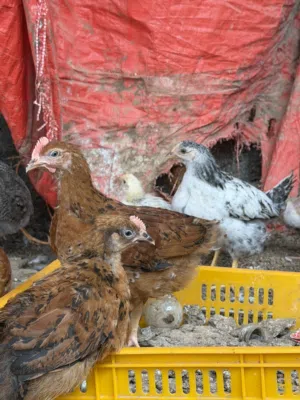 للبيع صيصان دجاج فرنسي بيور اعمار شهرين ونص