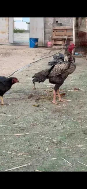 للبيع طير ماديا