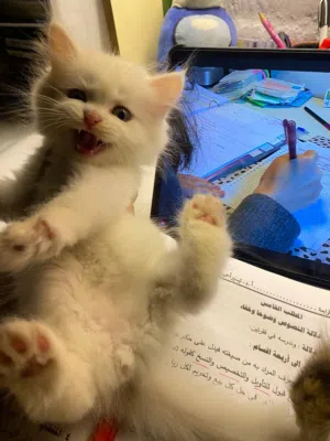 للبيع العمر شهرين