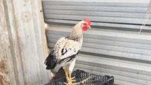 للبيع دجاج عرب