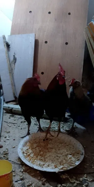 السلام عليكم للبيع دي جيشين ودجاجه الديود شغاله الدجاجه لسه ما اشتغلت لساتها ص بدي كان شغالاتغيره