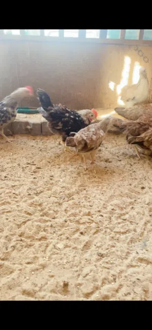 متاح دندراويات8+2