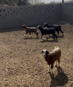 معز جبل السعيديات للبيع