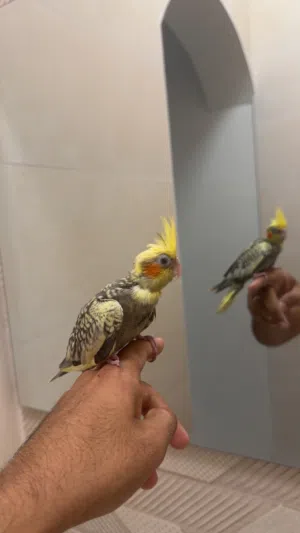 كوكتيل و روز للبيع