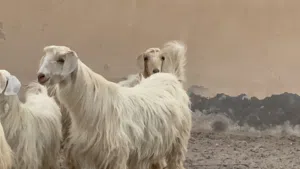 2 تيس للبيع - غنم