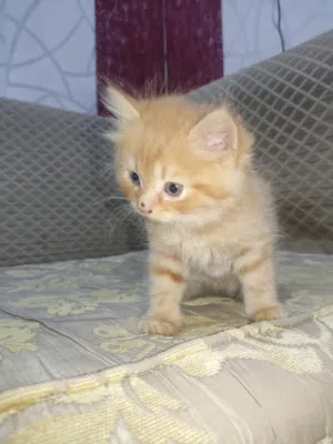 30,000دينار