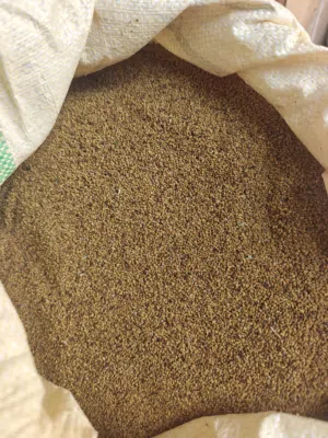 بذر قت عماني مضموني