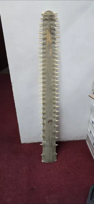 للبيع منشار سمك القرش