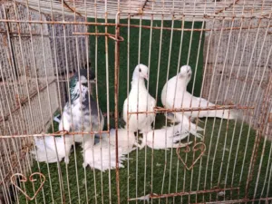 تلاته دكورة هزازات