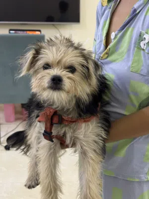 Female Terrier