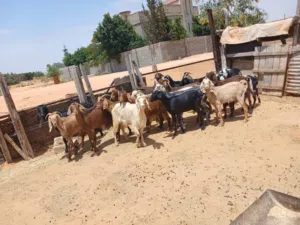 20 عنز للبيع ربي يبارك