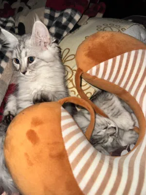 they both are look like twins male and female 35 omr price negotiable