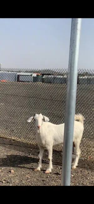 شاه من حلال الجواميد عشار للبيع