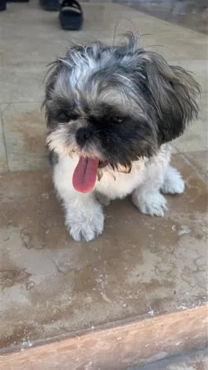 Shih Tzu puppy for sale, 4 months old