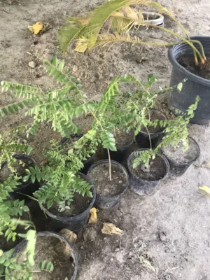 Curry Plant Perfect For Cooking