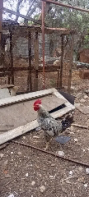 ديوك بلدية لاكل والتربية حوالي 30ديك