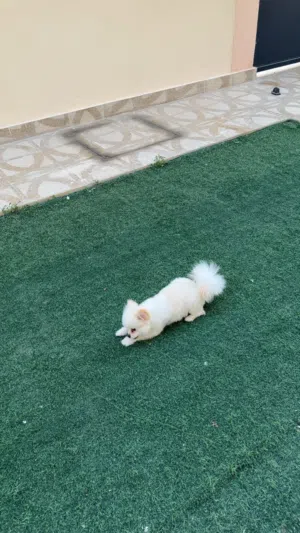 الكلب مطعم وخالي من الأمراض (مخصي)